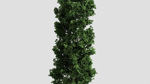 Forest - Poplar 23