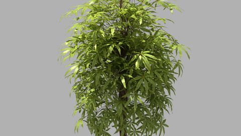 Forest - Sightseeing Trees 06