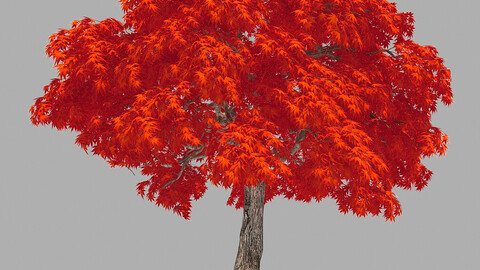 Forest - Red Maple 37