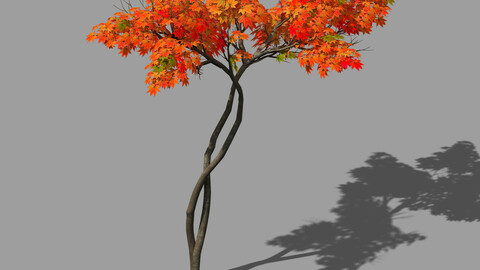 Forest - Red Tree 04