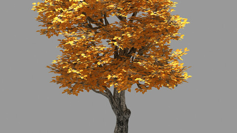 Forest - Populus 003