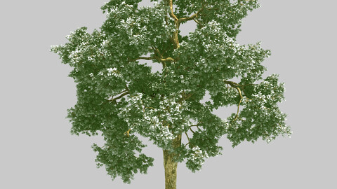 Forest - Wooden Maple Tree 78
