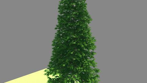 Forest - Norway Spruce 98
