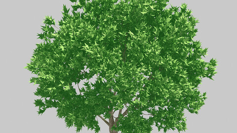 Forest - Olive Trees 32