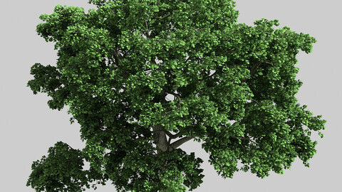 Forest - Eucalyptus 32