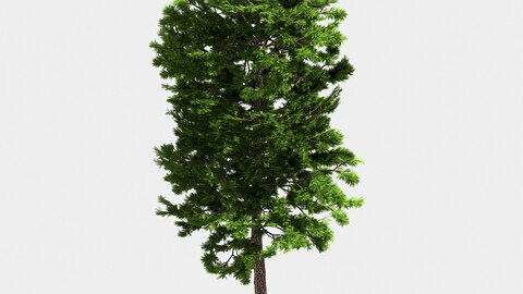 Forest - Scotia Pines 58