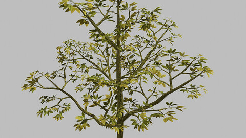 Forest Plants - Trees 65