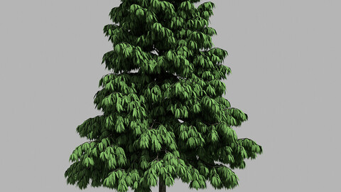 Forest - Medium Eucalyptus 85