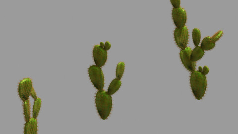 Desert Plant - Cactus 06