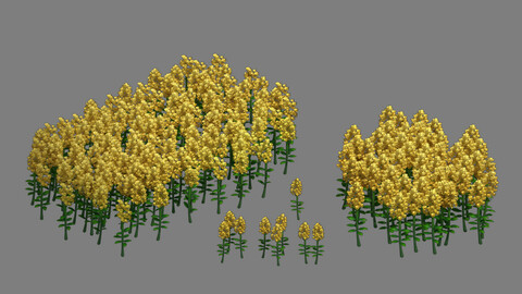 Western Suburbs - Rape flowers