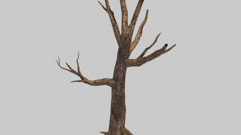 Original - Desert - Three Dry Trees 01