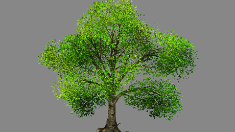 Moon Temple - Tree 01