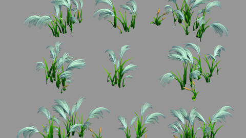 Yunmengze - Setaria 21