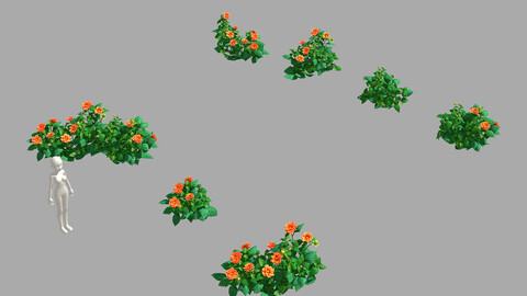 Miscellaneous Flowers - Small Flower Cluster 33