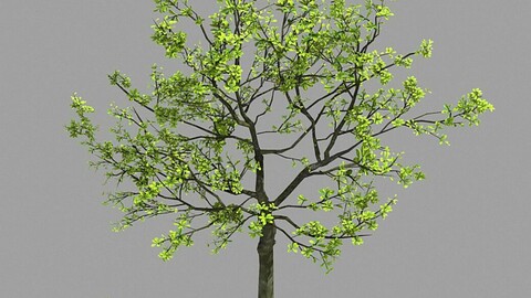 Plant - Green - Tree 03