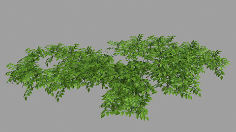 Plants - Mixed Flowers 36