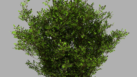 Decoration - Flowers 92