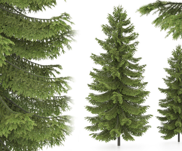 ArtStation - 2 pine tree, High and medium height | Resources