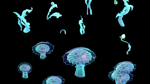 Yunmengze-Jellyfish 81