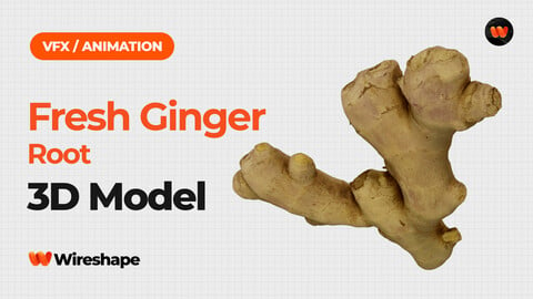 Fresh Ginger Root - Extreme Definition 3D Scanned