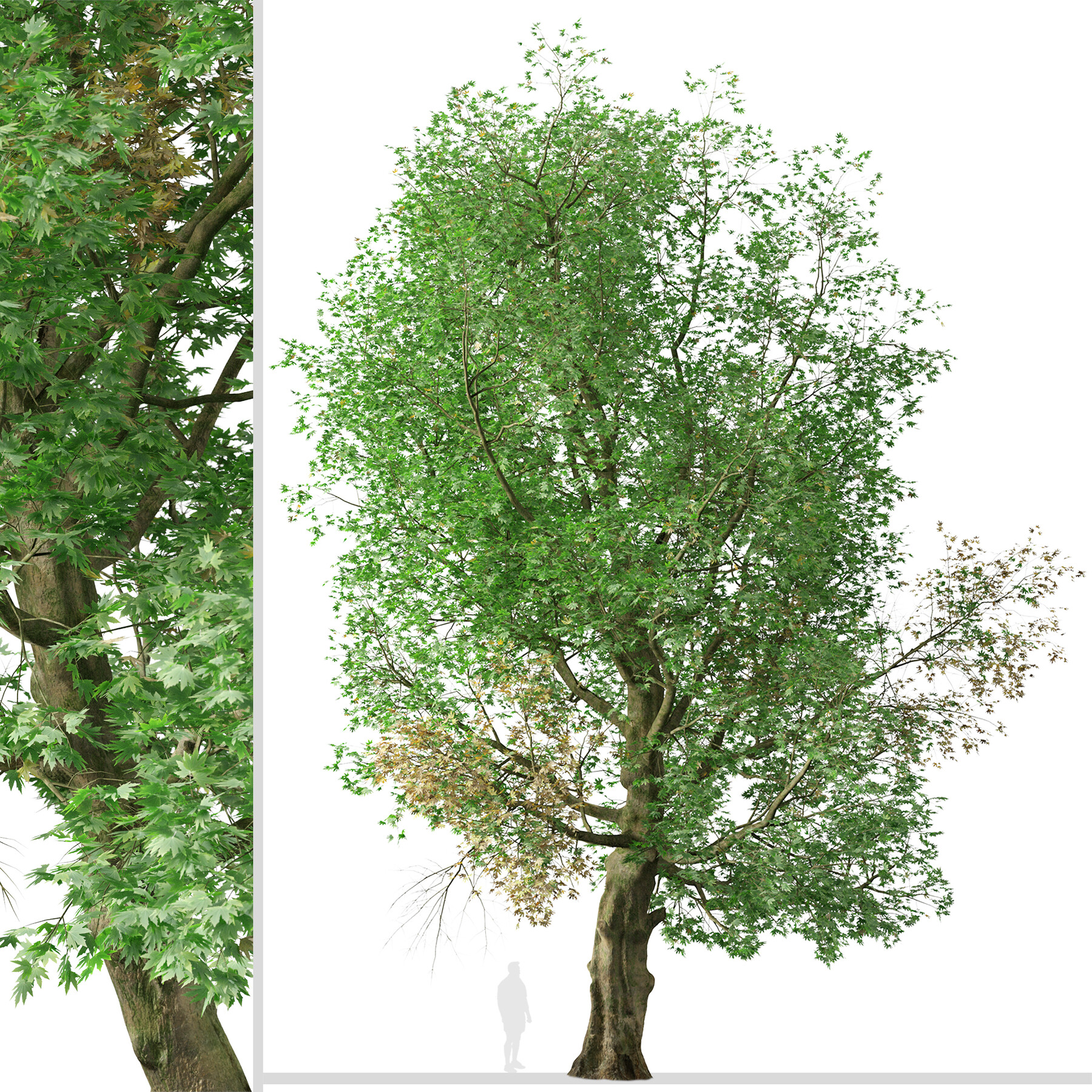 ArtStation - Set of Platanus orientalis Tree (Old World sycamore) (2 ...