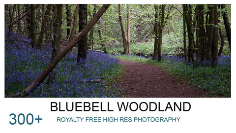 Bluebell Woodland