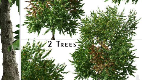 Set of Cananga odorata Tree (Ylang ylang) (2 Trees)