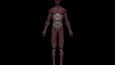 HD Male Muscular System