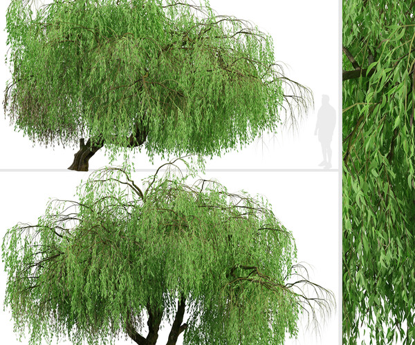 ArtStation - Set of Weeping Willow Tree (Salix babylonica) (2 Trees ...