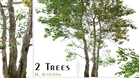 Set of California Sycamore Tree (Platanus racemosa) (2 Trees)