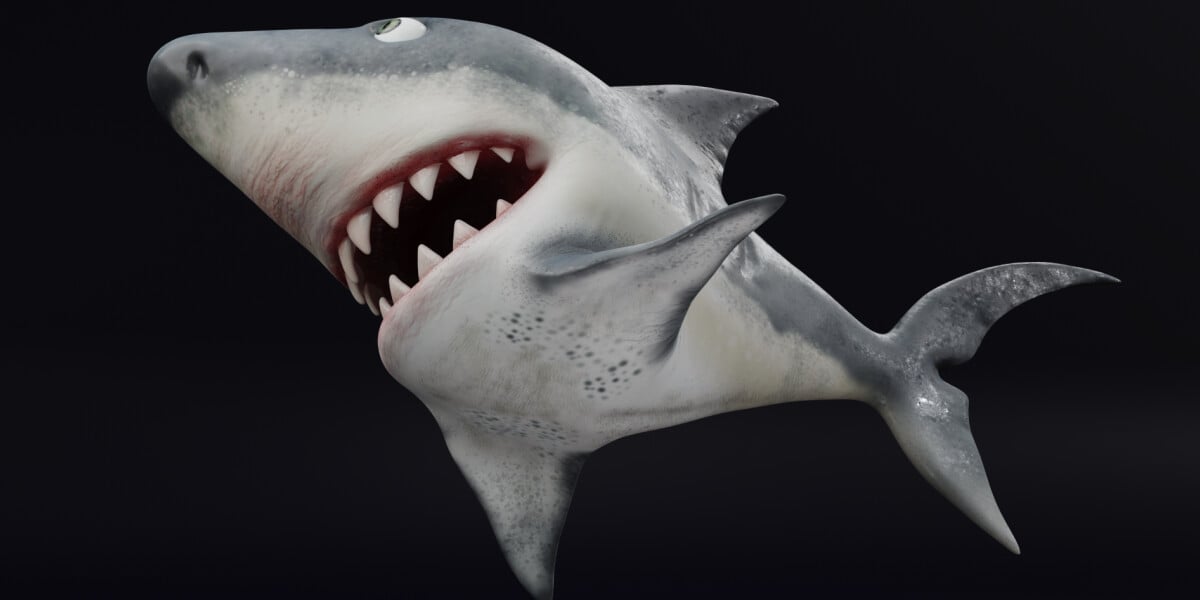 ArtStation - Shark Rigged and Animation in Blender