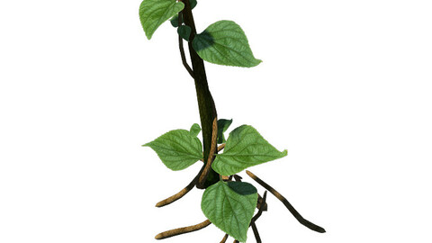 Big Trees - Big Vines 02