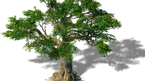 Trees - Huanglongshan trees