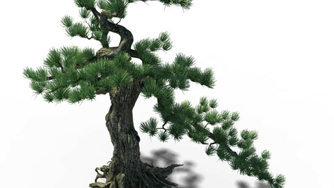 Trees - Huanglongshan Pine 02