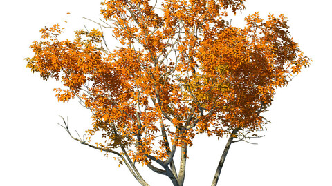 Shrub - Huanglongshan Small Tree 01