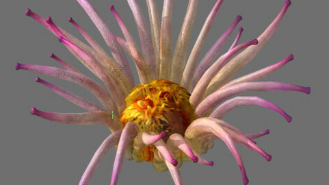 Game Model - Seabed - Biology