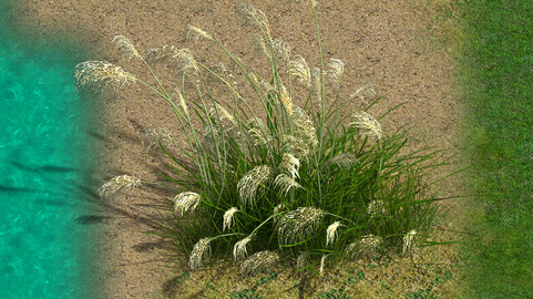 Lakeside Plants - Reed 01