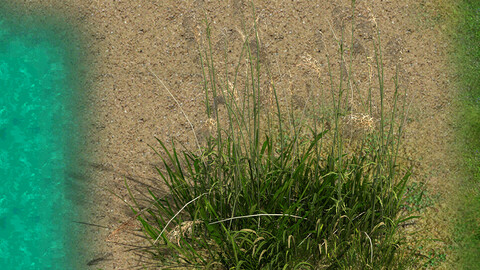 Lakeside Plants - Reed 02