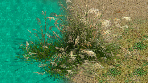 Lakeside Plants - Reed 04