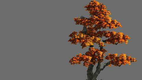 Game Model - Forest - Maple 4