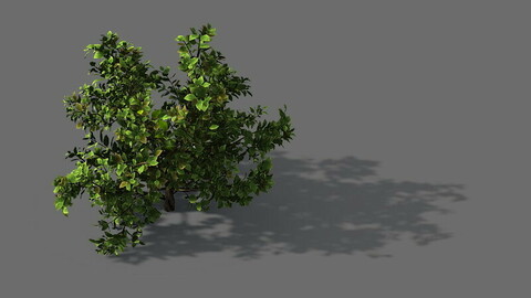 Game Model - Forest - Shrub 13