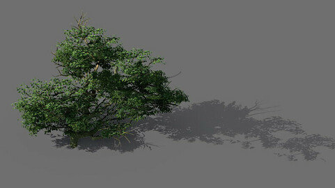 Game Model - Forest - Shrub 14