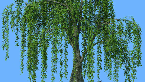 Forest Trees - Willow 03
