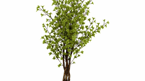 Forest plants - Small trees 032