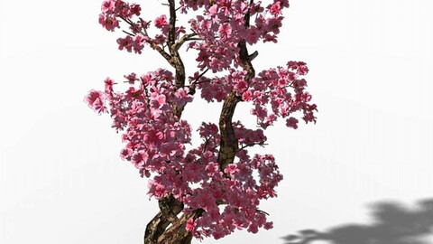 Taihu Lake coast - peach trees