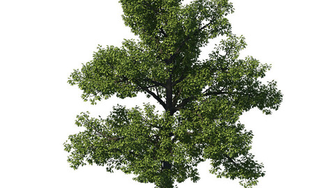 General plant - tree 35