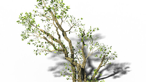 General Plant - Trees 01