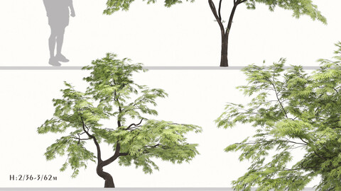 Set of Acer palmatum Tree (Japanese maple) (2 Trees)