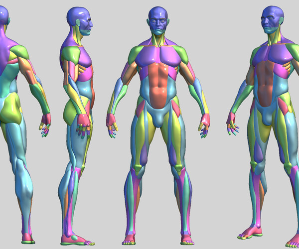 ArtStation - Stylized Male Anatomy base mesh | Resources