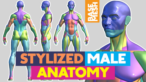 Stylized Male Anatomy base mesh